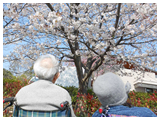 花見